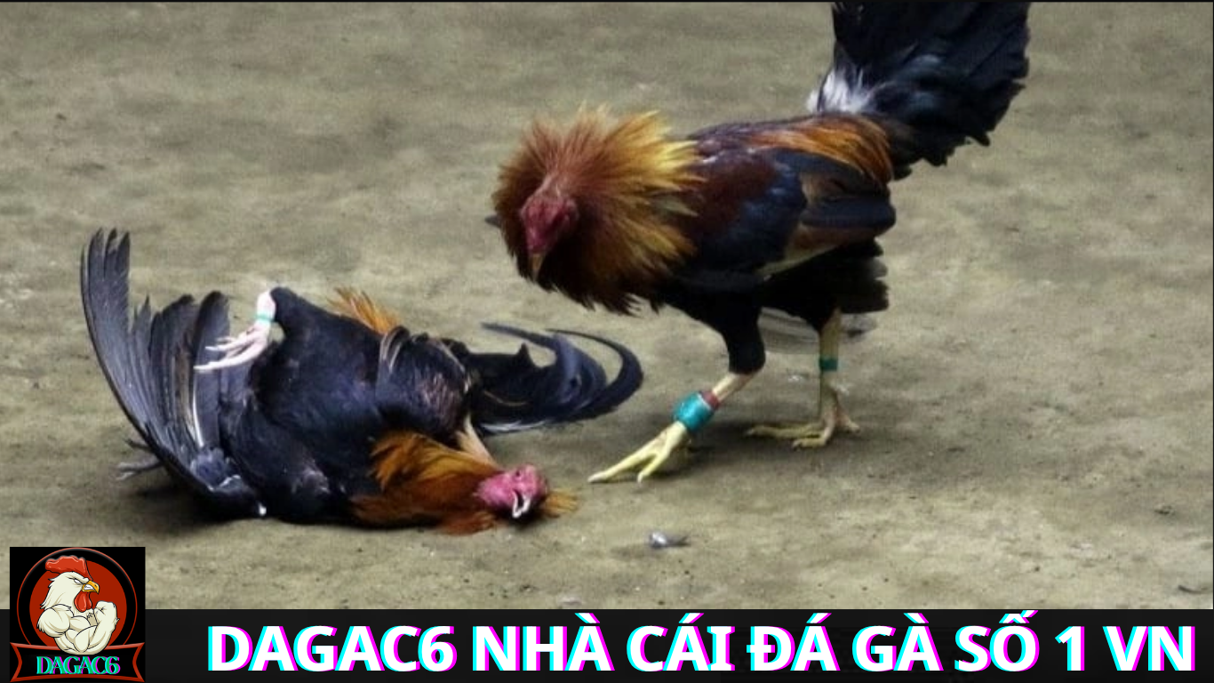 Những điều cần lưu ý khi theo dõi Đá Gà C6 Trực Tiếp Hôm Nay