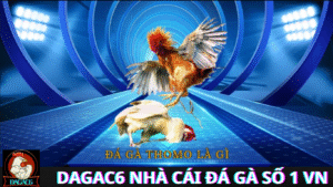 Trực Tiếp Đá Gà CPC3 Hôm Nay – Thông Tin Cập Nhật Liên Tục