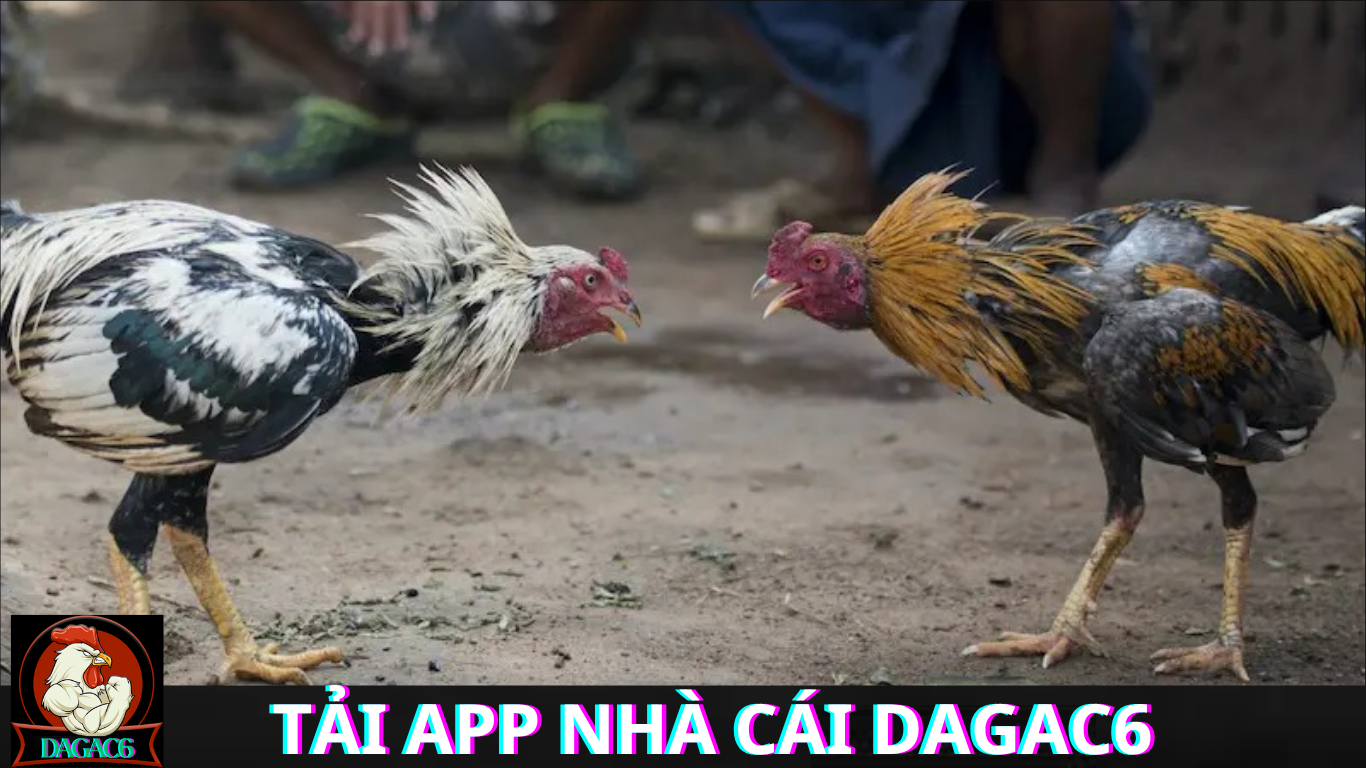 Chế Độ Khuyến Mãi Tại DAGAC6