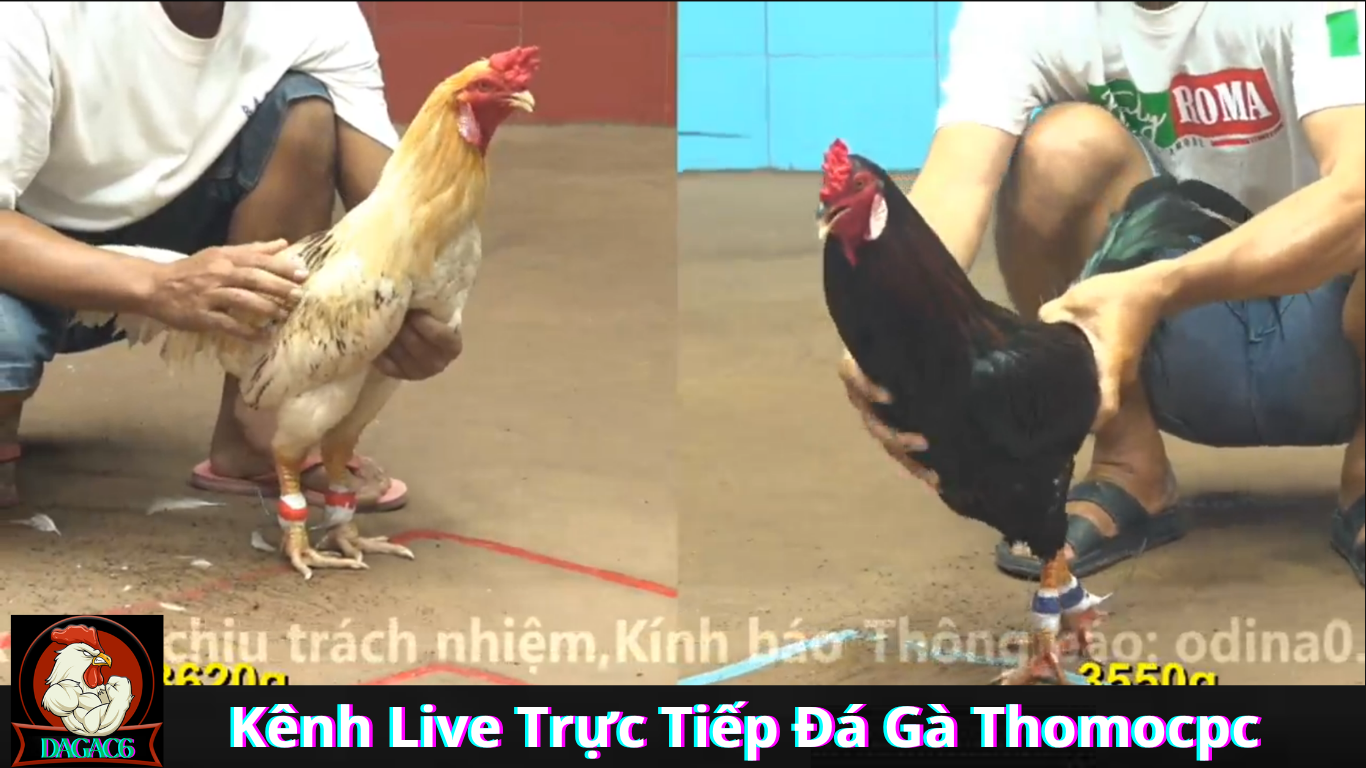 Hướng Dẫn Truy Cập Kênh Live Trực Tiếp Đá Gà Thomocpc Tại Nhà Cái DAGAC6