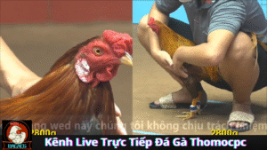 Kênh Live Trực Tiếp Đá Gà Thomocpc Tại Nhà Cái DAGAC6