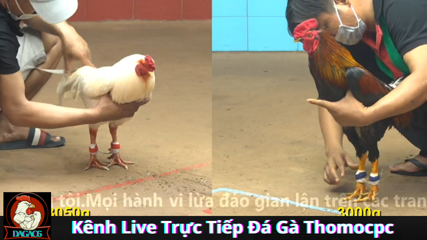 Tìm kiếm Kênh Live Trực Tiếp Đá Gà Thomocpc dagac6