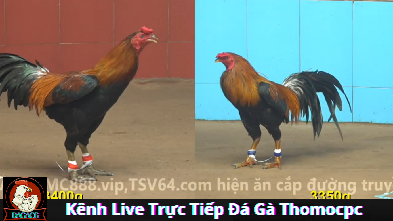 Lợi Ích Khi Theo Dõi Kênh Live Trực Tiếp Đá Gà Thomocpc DAGAC6
