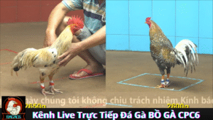 Kinh Nghiệm Tham Gia Trực Tiếp Đá Gà BỒ GÀ CPC6