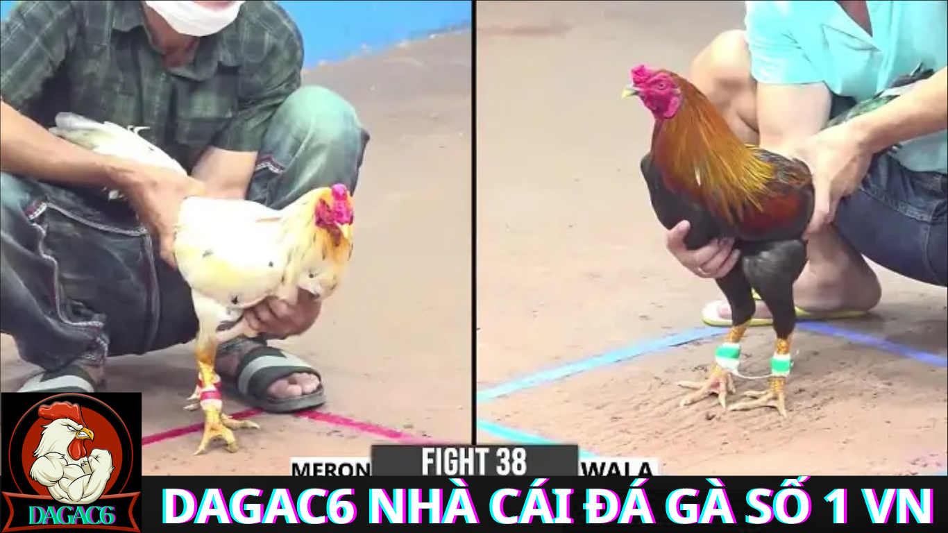 Dagac6 Đá Gà Trực Tiếp CPC6 Trải Nghiệm Đá Gà Hấp Dẫn