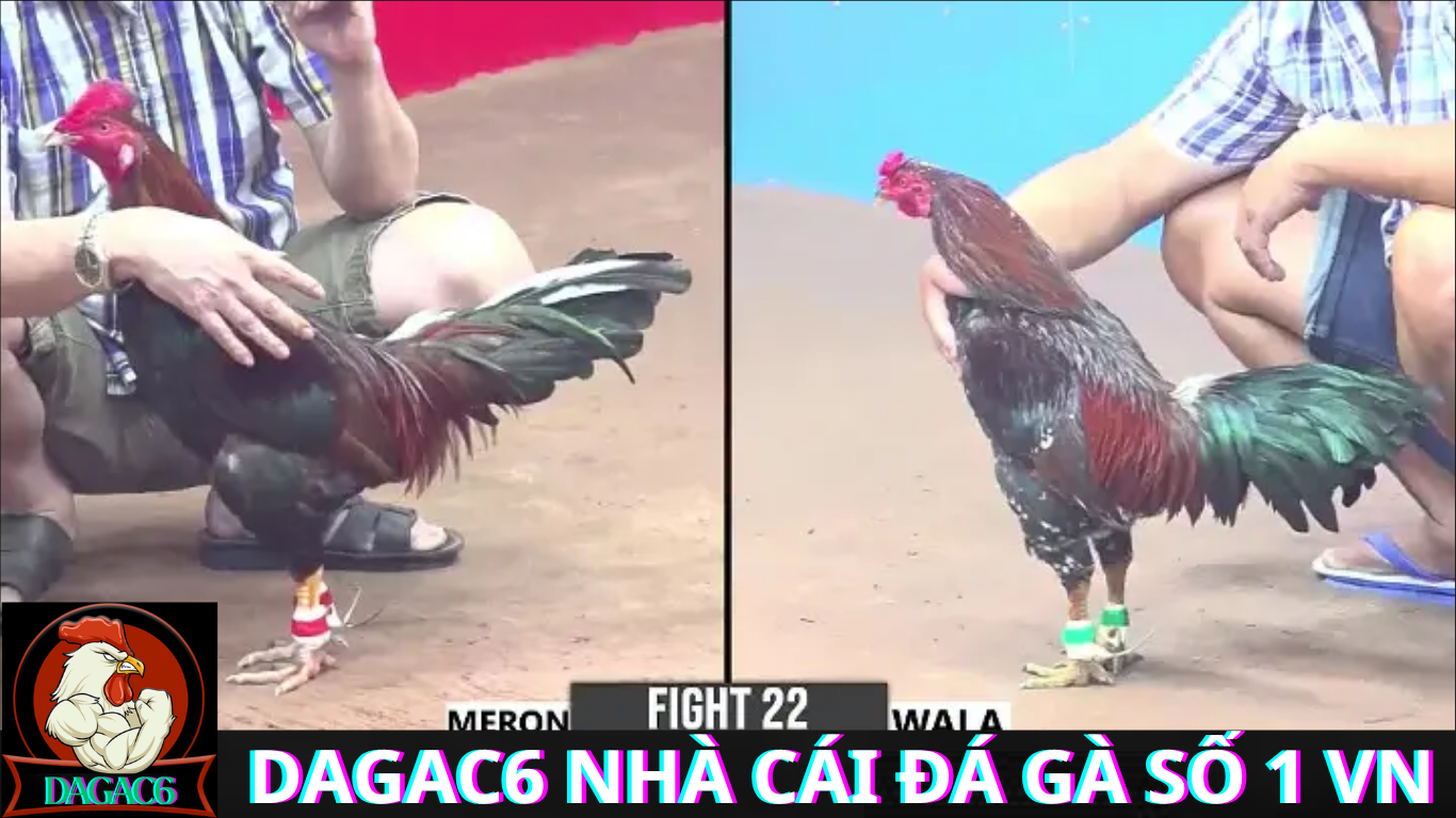 Dịch Vụ Hỗ Trợ Khách Hàng Dagac6