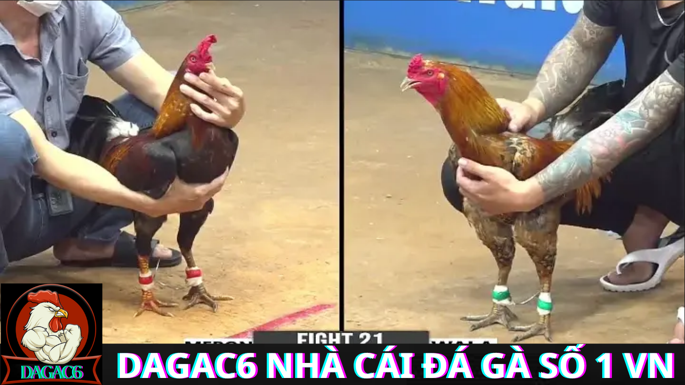 Hướng Dẫn Tham Gia Dagac6 Đá Gà Trực Tiếp CPC6