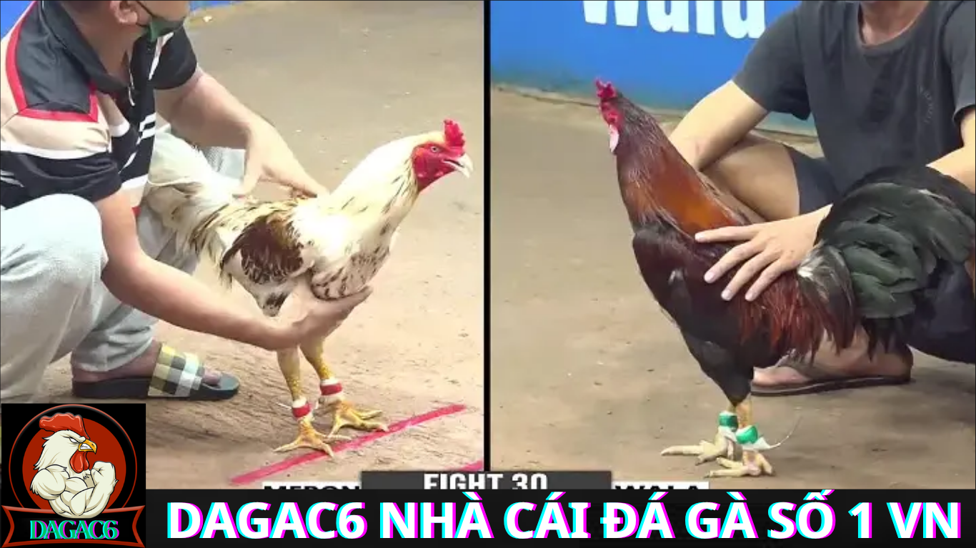 Kinh Nghiệm Khi Tham Gia Đá Gà Trực Tiếp Tại Dagac6